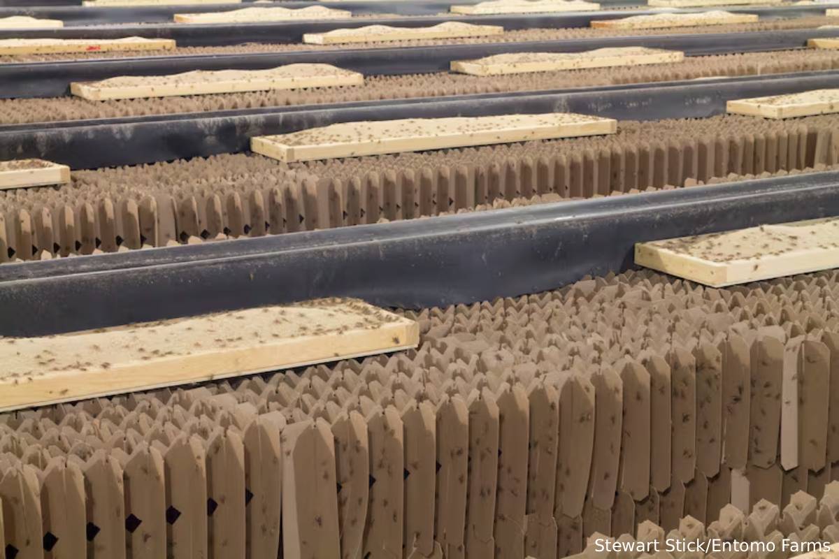 புரோட்டீன் பார்களில் வெட்டுக்கிளிகள்: ஒரு சுவாரஸ்ய தகவல் | Canada Firm Make Protein Bars By Crickets