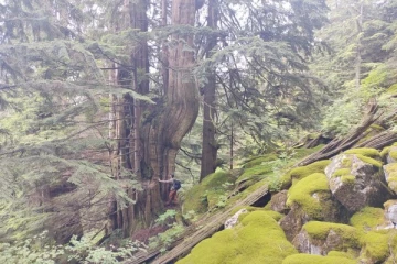 கனடாவில் கண்டுபிடிக்கப்பட்ட 2000 ஆண்டு பழமையான இராட்சத மரம்