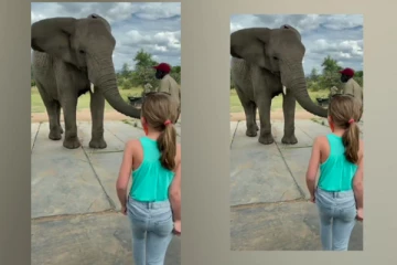 சிறுமியின் நடனத்தைப் பார்த்து நடனமாடிய யானை