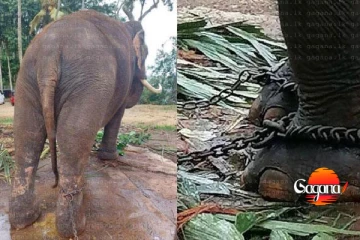 තායි ඇතුන් දෙදෙනා ගැන සැලකිල්ල වැඩිවෙයි - විමර්ශනයට පශු වෛද්‍ය කමිටුවක්