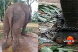 තායි ඇතුන් දෙදෙනා ගැන සැලකිල්ල වැඩිවෙයි - විමර්ශනයට පශු වෛද්ය කමිටුවක්