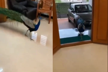 வீட்டிற்கு வந்த மயிலை விருந்தாளியா மதித்து உணவளித்த நபர்! வைரல் காணொளி