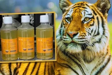 நோயை குணப்படுத்துவதாக கூறி புலியின் சிறுநீரை ரூ.600க்கு விற்பனை செய்யும் உயிரியல் பூங்கா