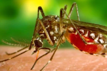 සතියකට ඩෙංගු රෝගීන් 2,000ක් වාර්තාවන තත්ත්වයක්