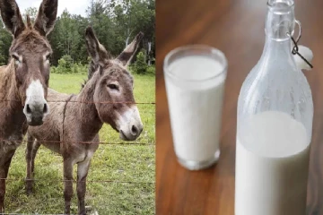 ரூ.100 கோடியில் கழுதை பால் மோசடி - சதுரங்க வேட்டை பட பாணியில் நடந்த சம்பவம்