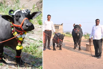 கின்னஸில் இடம்பிடித்த உலகிலேயே மிகக் குட்டையான நீர் எருமை