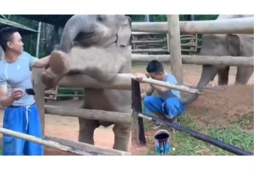 பெயிண்டரிடம் கொஞ்சி கொஞ்சி விளையாடிய யானை - வைரலாகும் வீடியோ