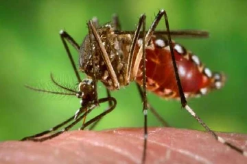 டெங்கு நோயால் அதிக உயிரிழப்பு நேரிடும் அபாயம்...வெளியான அதிர்ச்சி தகவல்