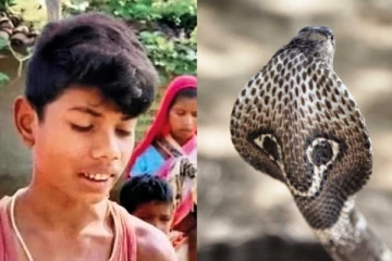 8 வயது சிறுவன் கடித்து நாகப்பாம்பு இறப்பு!