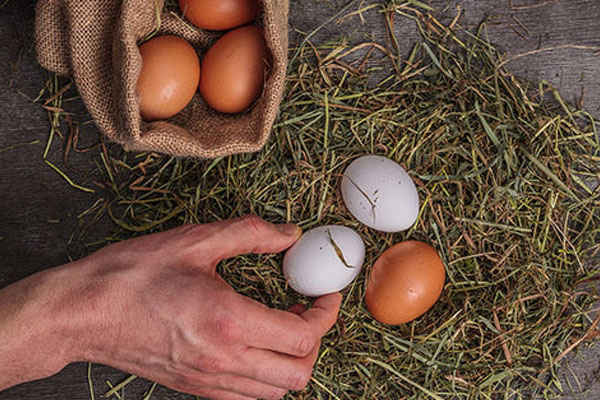 கோழி இறைச்சி மற்றும் முட்டையின் விலை குறைவு | Chicken And Egg Price Are Reduce