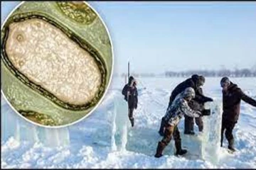 48,500 ஆண்டுகள் புதைந்து போயிருந்த zombie வைரஸ் கண்டுபிடிப்பு! விஞ்ஞானிகள் கூறும் அதிச்சி தகவல்!