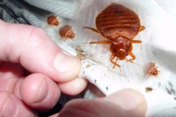 படுக்கையறையிலும் தாங்க முடியாத மூட்டைப்பூச்சி தொல்லையா? இதை பண்ணுங்க தலைத்தெறிக்க ஓடும்!