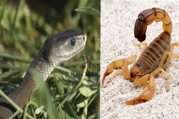 விஷமுள்ள பாம்பு, தேள்களை கண்டால் உடனே இதைதான் செய்ய வேண்டும் - நிபுணர்கள் அறிவுரை!