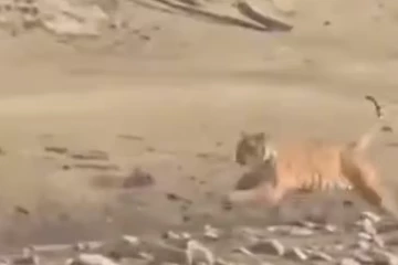 பாய்ந்து வந்த புலிக்கே டிமிக்கி கொடுத்து விட்டு புதரில் மறைந்த மான்!