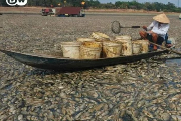 வெப்ப அலை தாங்காமல் செத்து மிதக்கும் லட்சக்கணக்கான மீன்கள்!