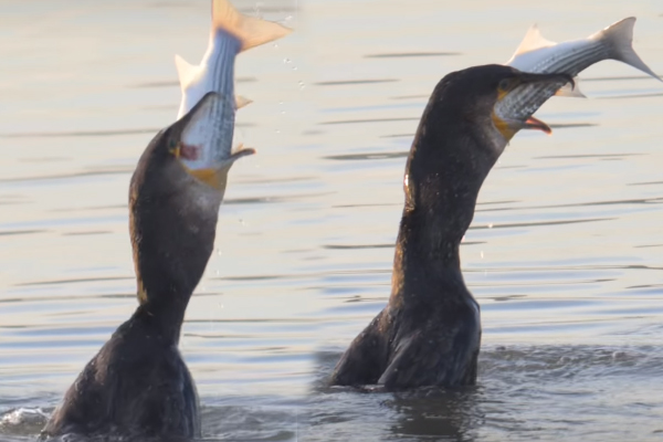 Viral Video: சிறிய பறவையிடம் சிக்கிய பெரிய மீன்! விழுங்கியதும் என்ன செய்ததுனு பாருங்க | Small Birt Hunt Very Big Fish And Swallow