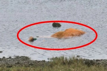 தொண்டைமானாறு ஆற்றில் பெண்ணின் சடலம்; உயிரிழந்தது யார்?