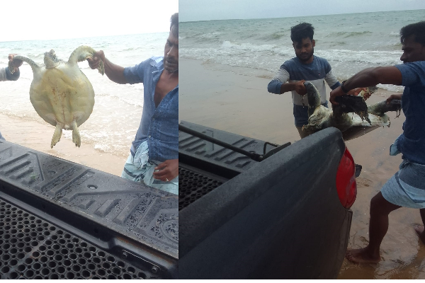 இறந்து கரையொதுங்கிய கடலாமைகள்; காரணம் என்ன? | Dead Sea Turtles What Is The Reason Mannar