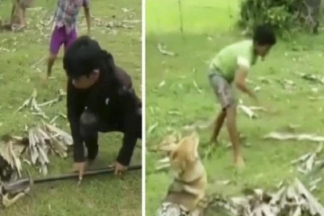 நாயை சுற்றி வளைத்த மலைப்பாம்பு! துணிச்சலுடன் போராடி உயிரை காப்பாற்றிய 3 சிறுவர்கள்! வைரல் வீடியோ