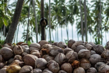 පොල් ගෙඩියට අවම මිලක් එයි- ඇමැති සමන්ත විද්‍යාරත්නගෙන් කඩිනම් පියවරක්