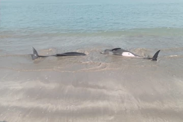 மட்டக்களப்பில் கரையொதுங்கியுள்ள டொல்பின் மீன்கள்