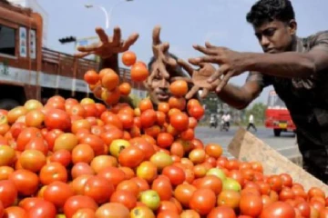 சந்தையில் தக்காளி விலை திடீர் சரிவு: கிலோ ரூ.50க்கு விற்பனை