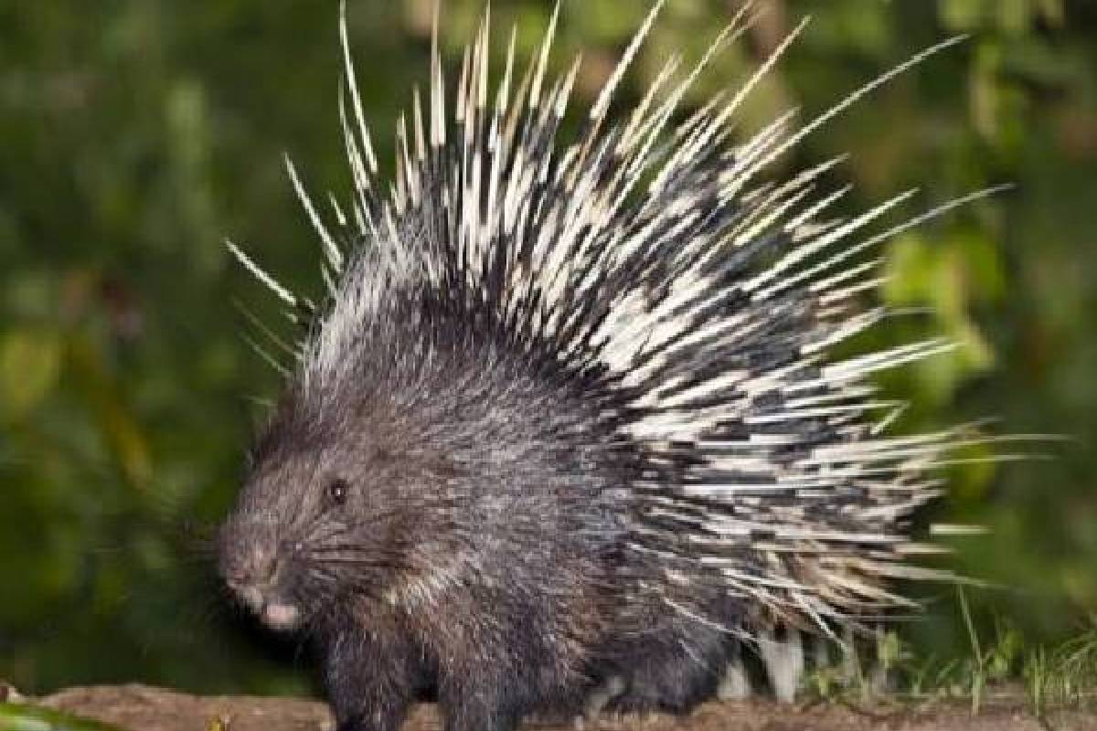 பாம்புடன் சண்டையிட்டு ஜெயிக்க கூடிய 10 விலங்குகள்! பறவைகளும் இருக்கா? | Which Animal And Birds Can Kill A Snake Easily