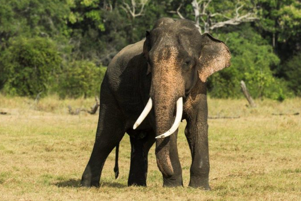 தமிழர்ப்பகுதியில் 24 மணி நேரத்தில் இரு உயிர்களைப்பறித்த யானை! | An Elephant Claimed Two Tamil Area In 24 Hours