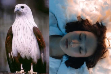 உங்கள் கனவில் கருடன் வருகிறதா? சாஸ்திரம் சொல்வதை தெரிந்து கொள்ளுங்கள்