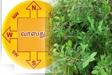 வாஸ்து பிரச்சனை எதுவாக இருந்தாலும்... இந்த செடி மட்டும் போதும்! வீட்டில் மறக்காம வைத்திடுங்க