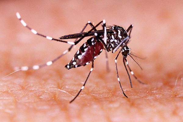 கர்ப்பிணி பெண் உள்பட 15 பேருக்கு ஜிகா வைரஸ்! | Covid19 Zika Virus