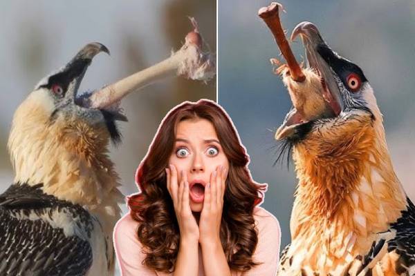 எலும்புகளை‌ அப்படியே விழுங்கும் கழுகுகள்! அசர வைக்கும் வாழ்க்கை முறை | Bone Eater Eagles How To Eat Whole Bone