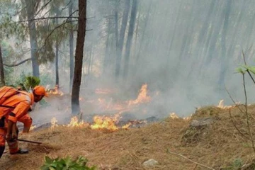 பைனஸ் காட்டுப்பகுதியில் தீ!