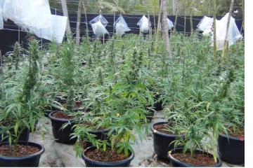 ගංජා වවන්න කැබිනට් අනුමැතිය ලැබෙයි..හබැයි වවන්න අවසර ලැබෙන්නෙ මේ අයට විතරයි..