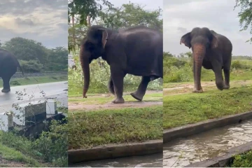 மன்னாரில் தொடரும் காட்டு யானைகளின் அட்டகாசம் ; நடவடிக்கை எடுக்குமாறு கோரிக்கை