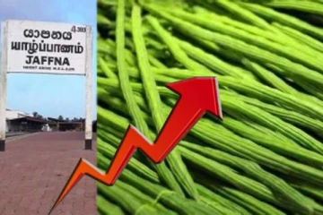 யாழில் முருங்கைக்காயின் விலையில் திடீர் அதிகரிப்பு