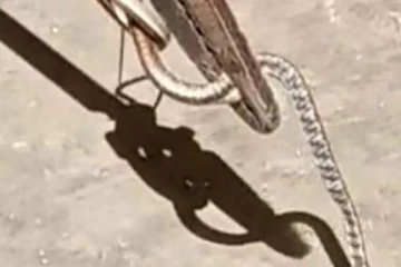 வீட்டருகில் வந்த கடுமையான விஷம் கொண்ட கொம்பேறி மூக்கன் பாம்பு! அடிக்க வேண்டாம் என கணவனை தடுத்த மனைவி... பின்னர் நடந்த சம்பவம்