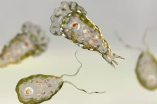 மூளையைத் தின்னும் அமீபா! எப்படி பரவுகிறது, அறிகுறிகள் என்ன?