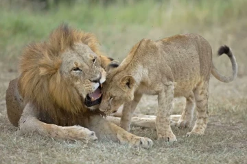 தேசிய பூங்காவில் ஆறு சிங்கங்களை கொன்ற மேய்ப்பர்கள்!