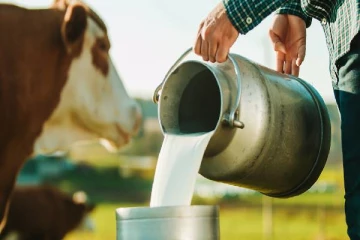 மாட்டுப்பால் மூலம் பரவும் பறவைக் காய்ச்சல்..இனி நாடு முழுக்க விற்கவும், அருந்தவும் தடை!