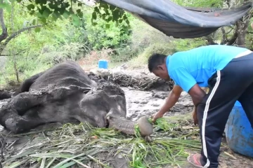 கட்டுத்துப்பாக்கி வெடித்ததில் பலத்த காயங்களுக்குள்ளான காட்டு யானை (Photos)