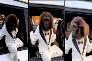 கோட் சூட்டுடன் காரில் வந்திறங்கி சீன் போட்ட குரங்கு! ஷாக்கான நெட்டிசன்கள்