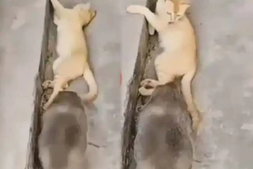 எலியை பார்த்து வாயடைத்துப் போன பூனை! நம்பமுடியாத காணொளி இதோ