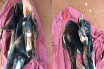 யாழில் பிறந்த விசித்திர ஆட்டுக்குட்டி - பார்க்கப் படையெடுக்கும் மக்கள்!