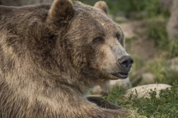 தூங்கி கொண்டிருந்த பெண்ணை கடித்து கொன்ற கரடி