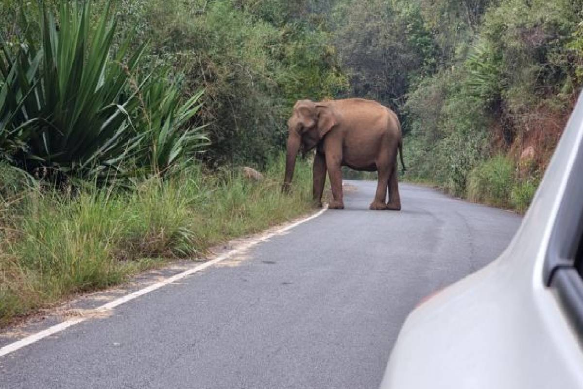 சட்டவிரோத மின்வேலியில் சிக்கி காட்டு யானைகள் உயிரிழப்பு | Elephants Die Getting Caught Illegal Electric