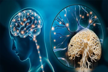 அசல் மாதிரியே வேலை செய்யும் செயற்கை மனித மூளை ; அமெரிக்காவின் புதிய தொழில்நுட்பம்