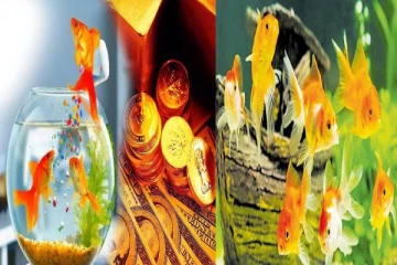 பணப்பிரச்சினை வரவே கூடாதா? அப்போ இந்த மீன்கள் பற்றி கட்டாயம் தெரிஞ்சிக்கோங்க