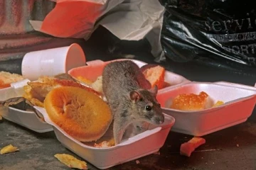 பிரித்தானியாவில் பரவும் எலி வைரஸ்: இறப்பு கணக்கை தொடங்கியதால் மக்கள் அச்சம்!