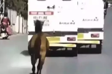 சகோதரிக்கு ஆபத்து…ஆம்புலன்ஸ் பின்னால் 5 மைல் ஓடிய பாசக்கார குதிரை!